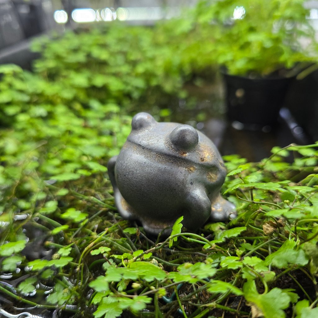 Tea Pet - Frog