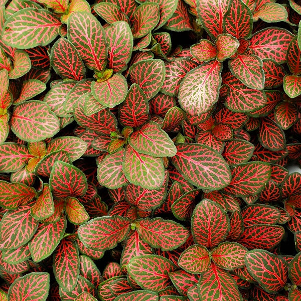 Fittonia albivenis 'Mini Red' - 2"