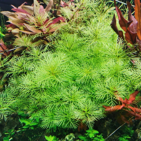 Myriophyllum mattogrossense - TC