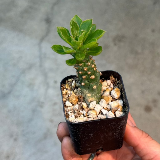 Monadenium stapelioides - 2"