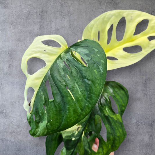 MONSTERA - Monstera Adansonii Albo - 4"