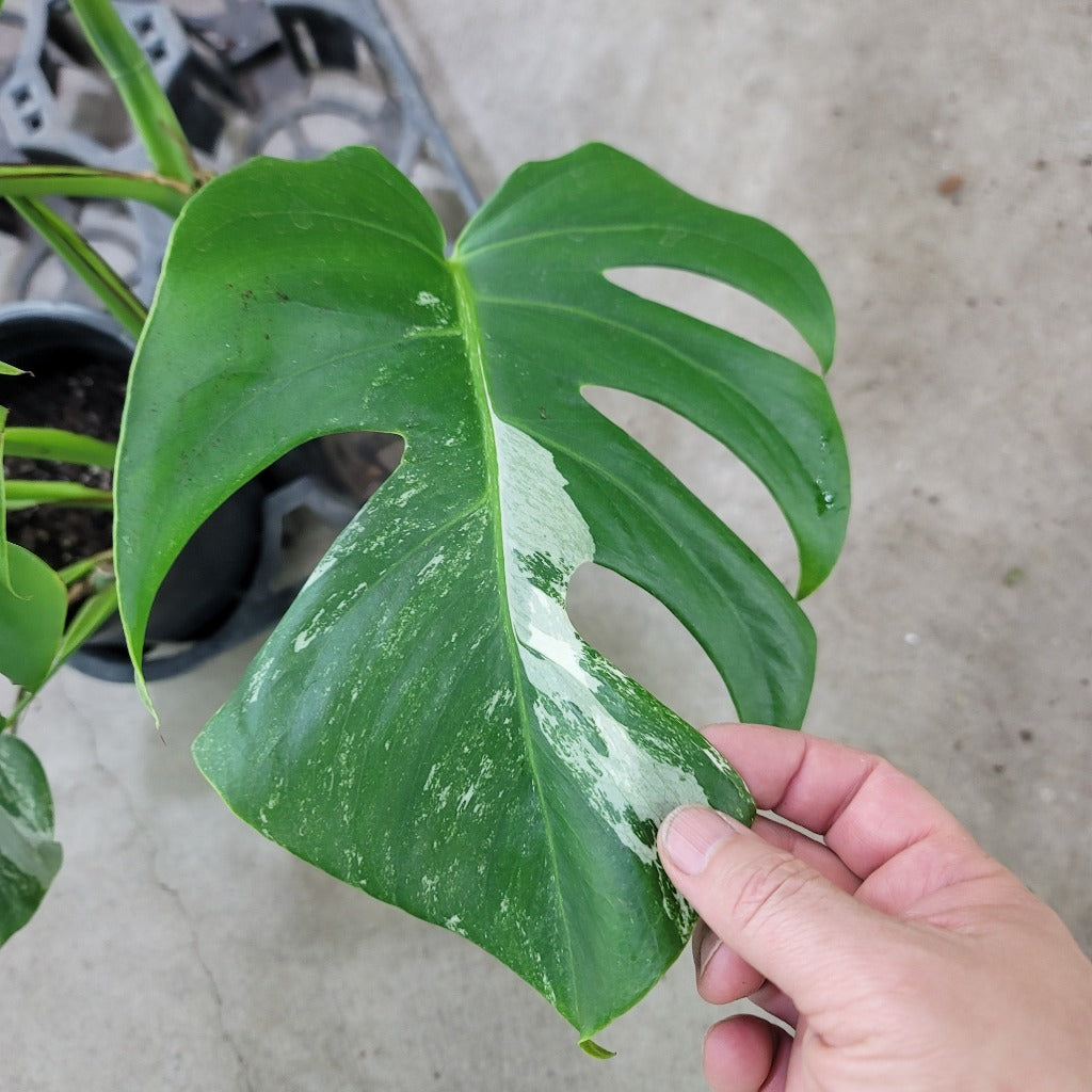 Monstera 'Albo' - 6