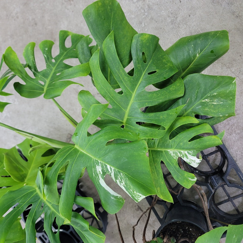 Monstera 'Albo' - 6