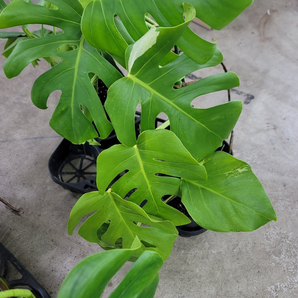 Monstera 'Albo' - 6