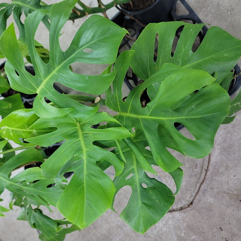 Monstera 'Albo' - 6