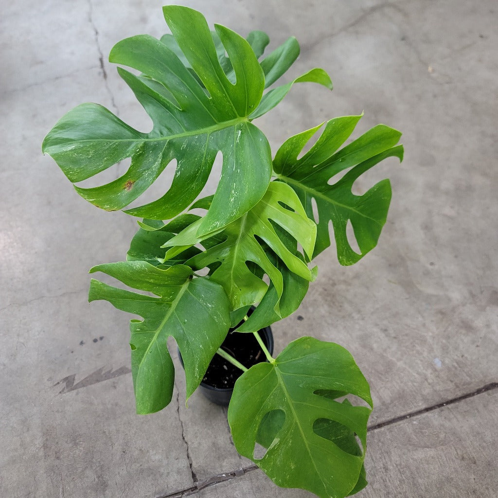 Monstera 'Albo' - 6