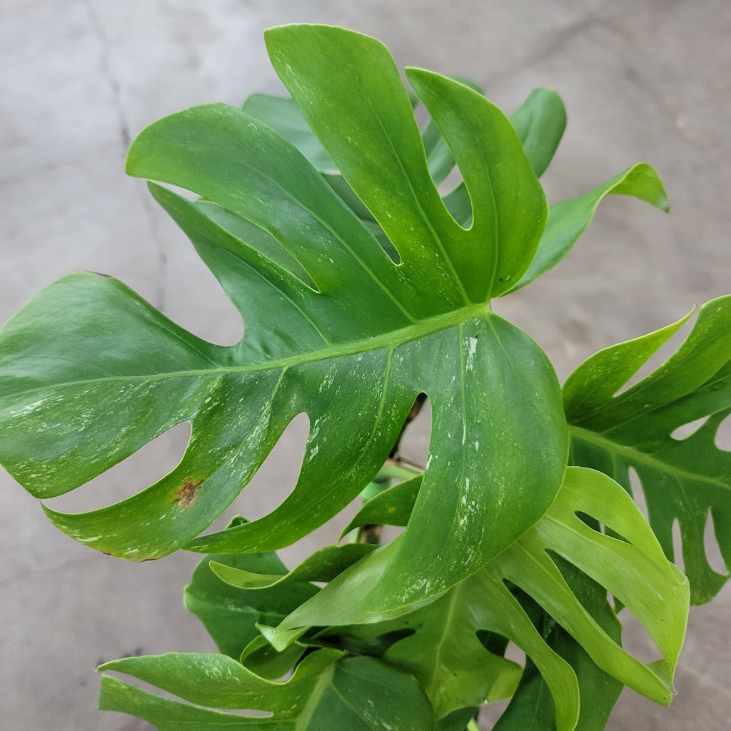 Monstera 'Albo' - 6