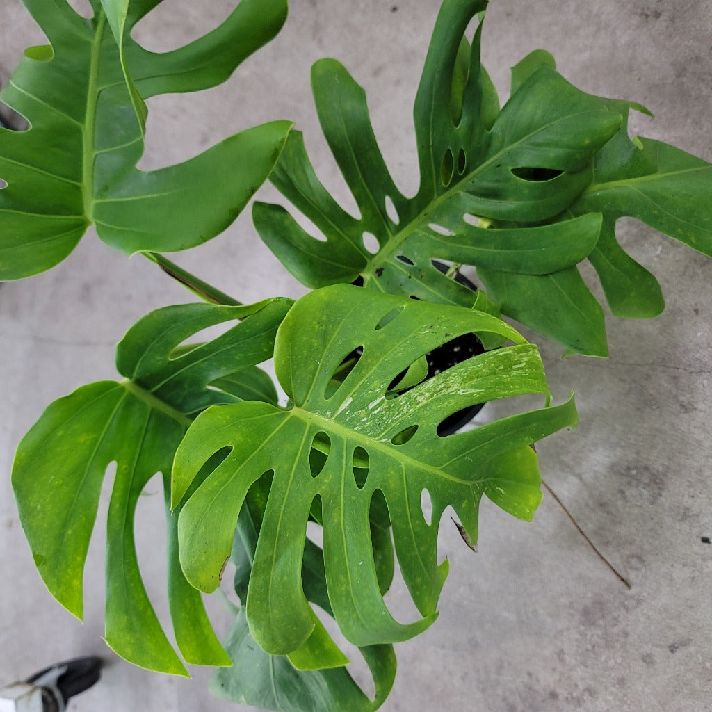 Monstera 'Albo' - 6