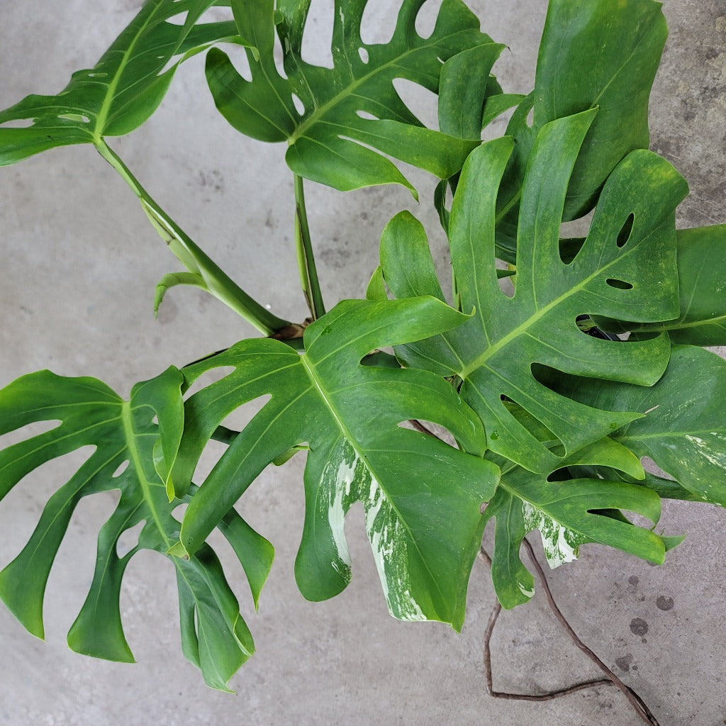 Monstera 'Albo' - 6