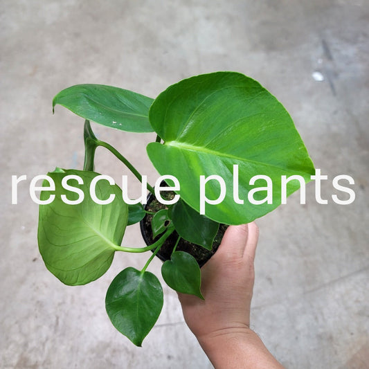 Monstera deliciosa - 4" (rescue)