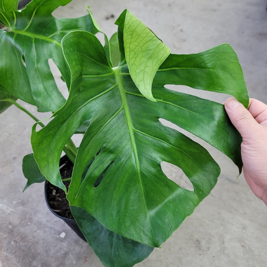 MONSTERA - Monstera Deliciosa - 8" (promo)