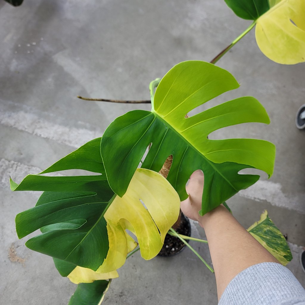 Monstera deliciosa 'Aurea' - 6