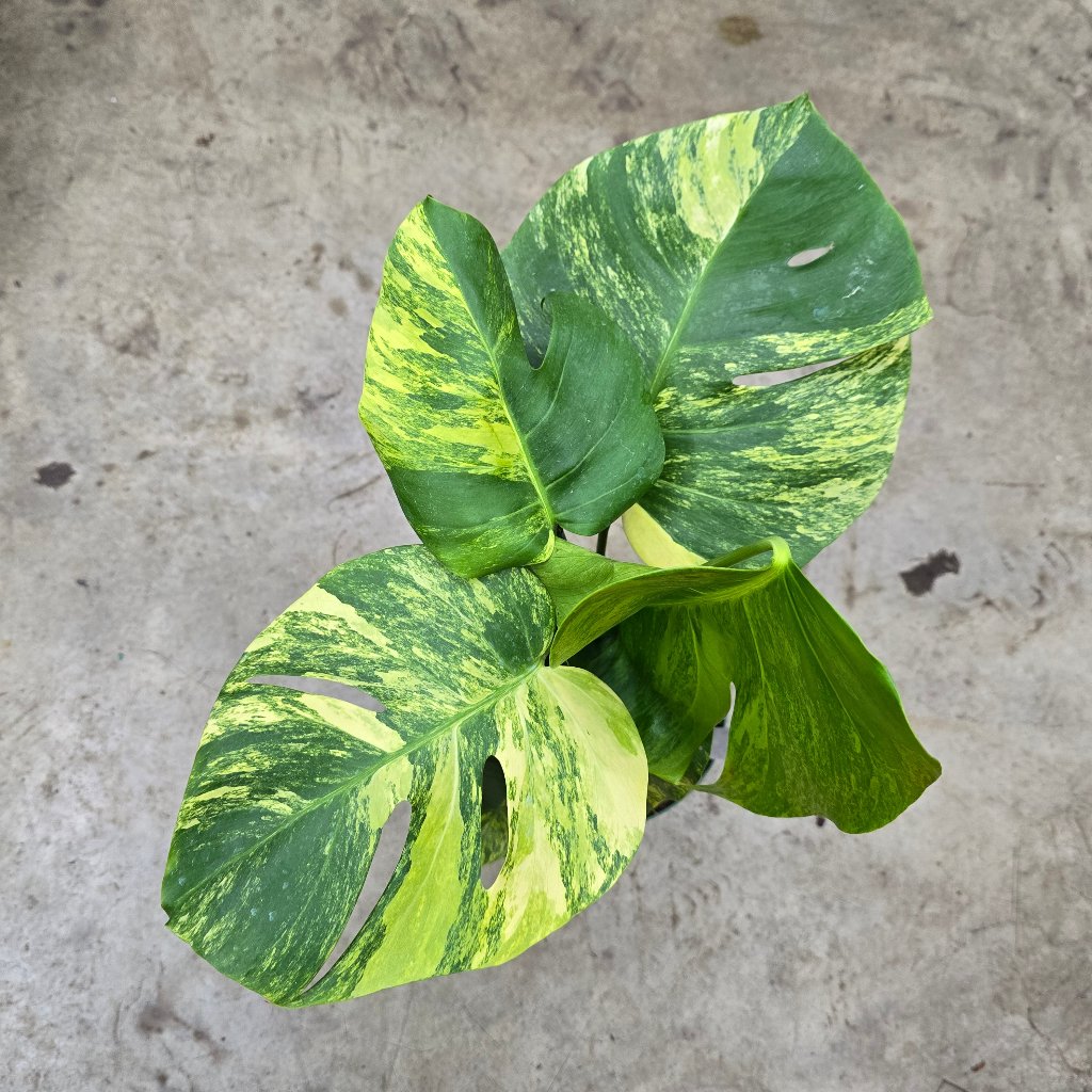 Monstera deliciosa 'Aurea' - 6