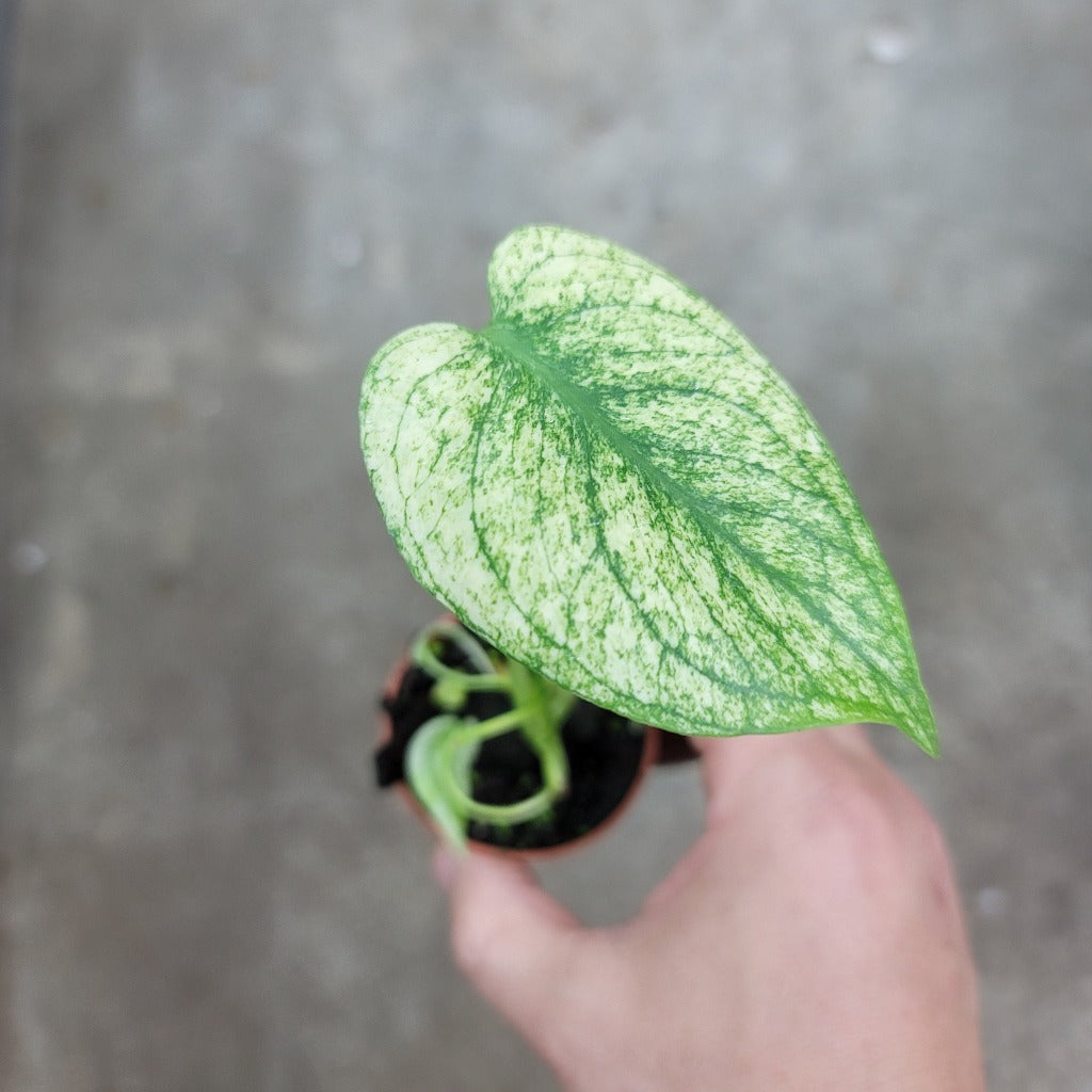 Monstera deliciosa 'Mint' - 2