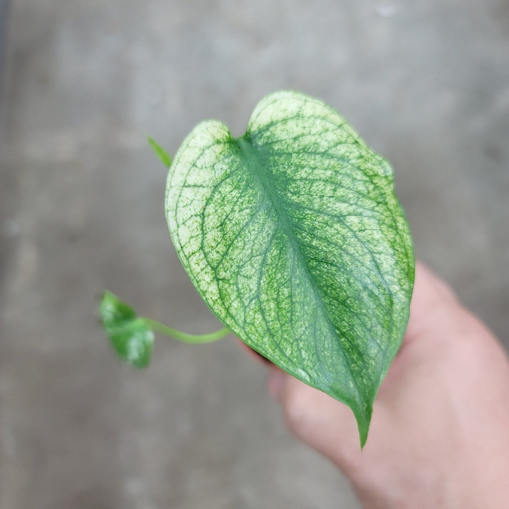 Monstera deliciosa 'Mint' - 2