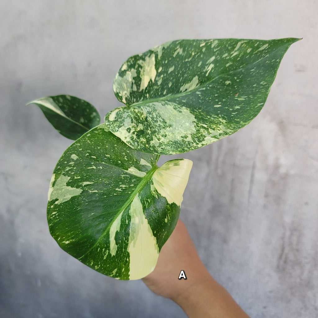 Monstera deliciosa 'Thai Constellation' - 4