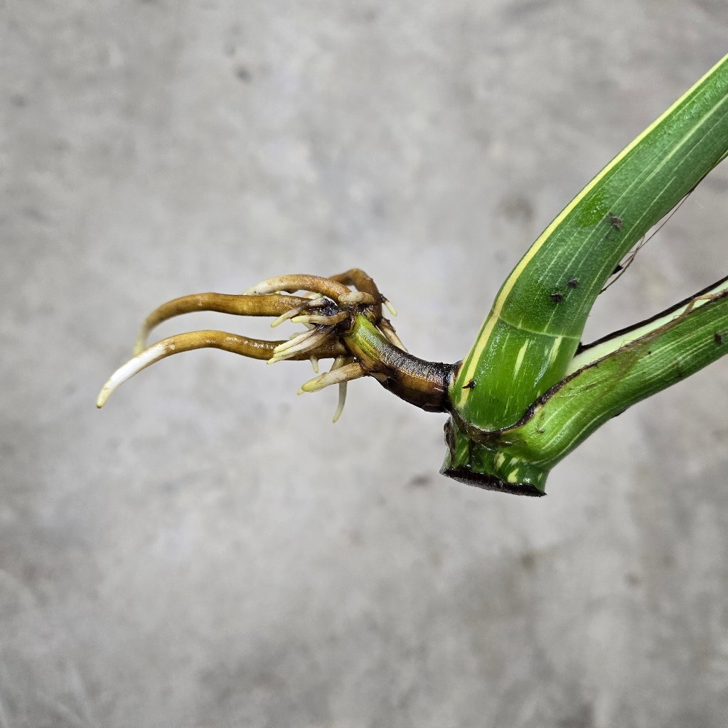 Monstera deliciosa 'Thai Constellation' - top cut