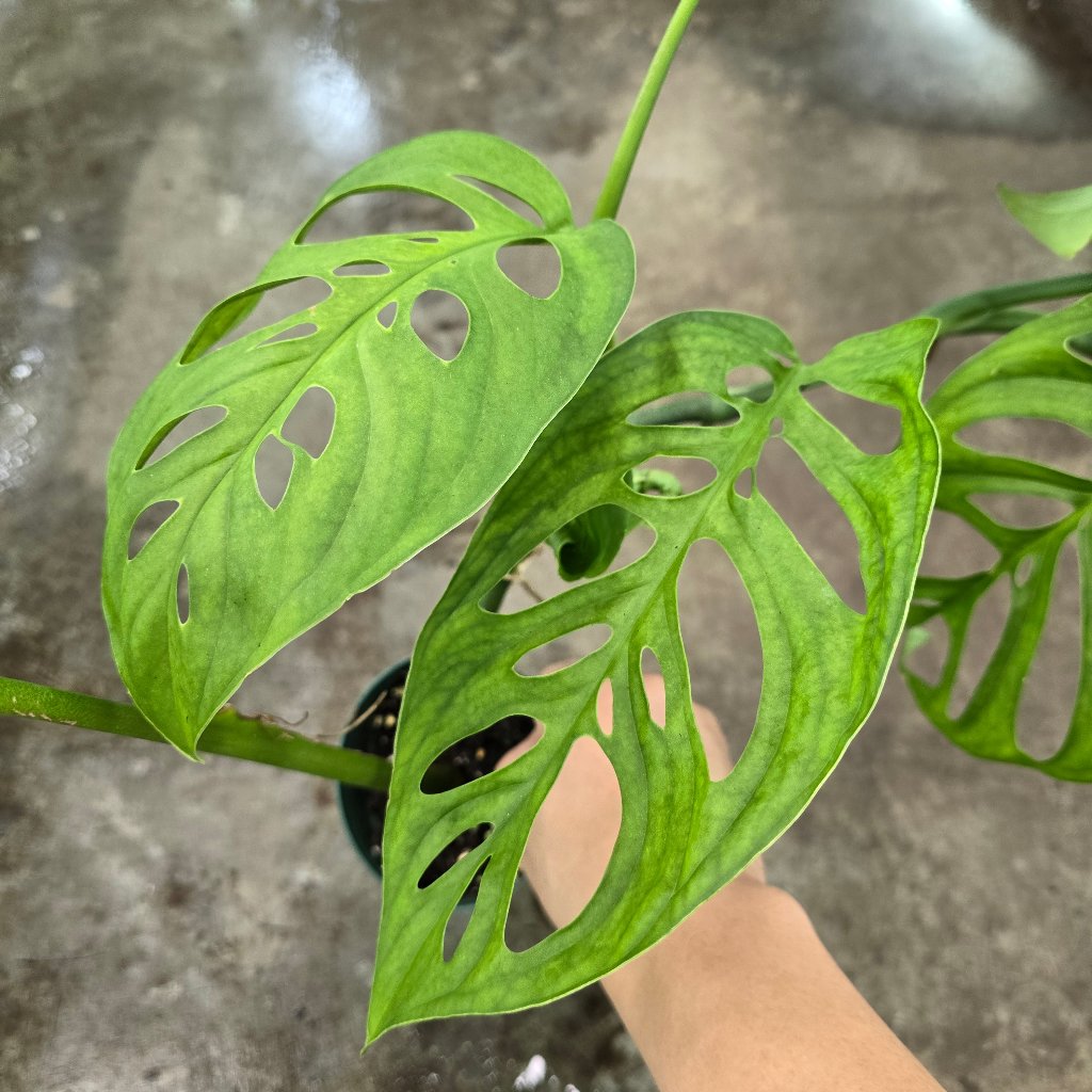 Monstera Esqueleto - 4