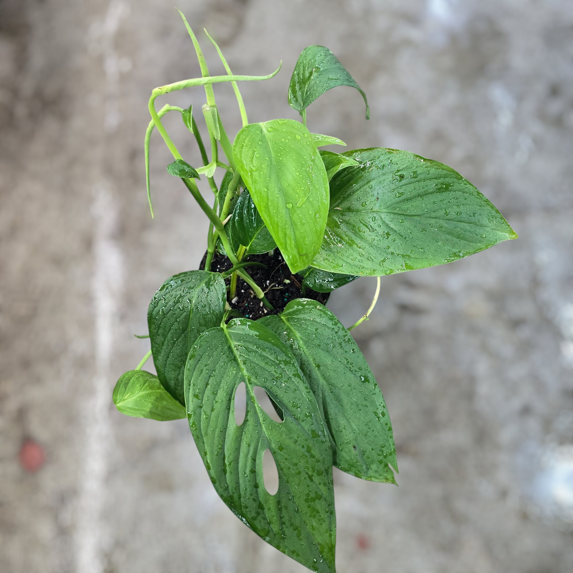 Monstera lechleriana - 6