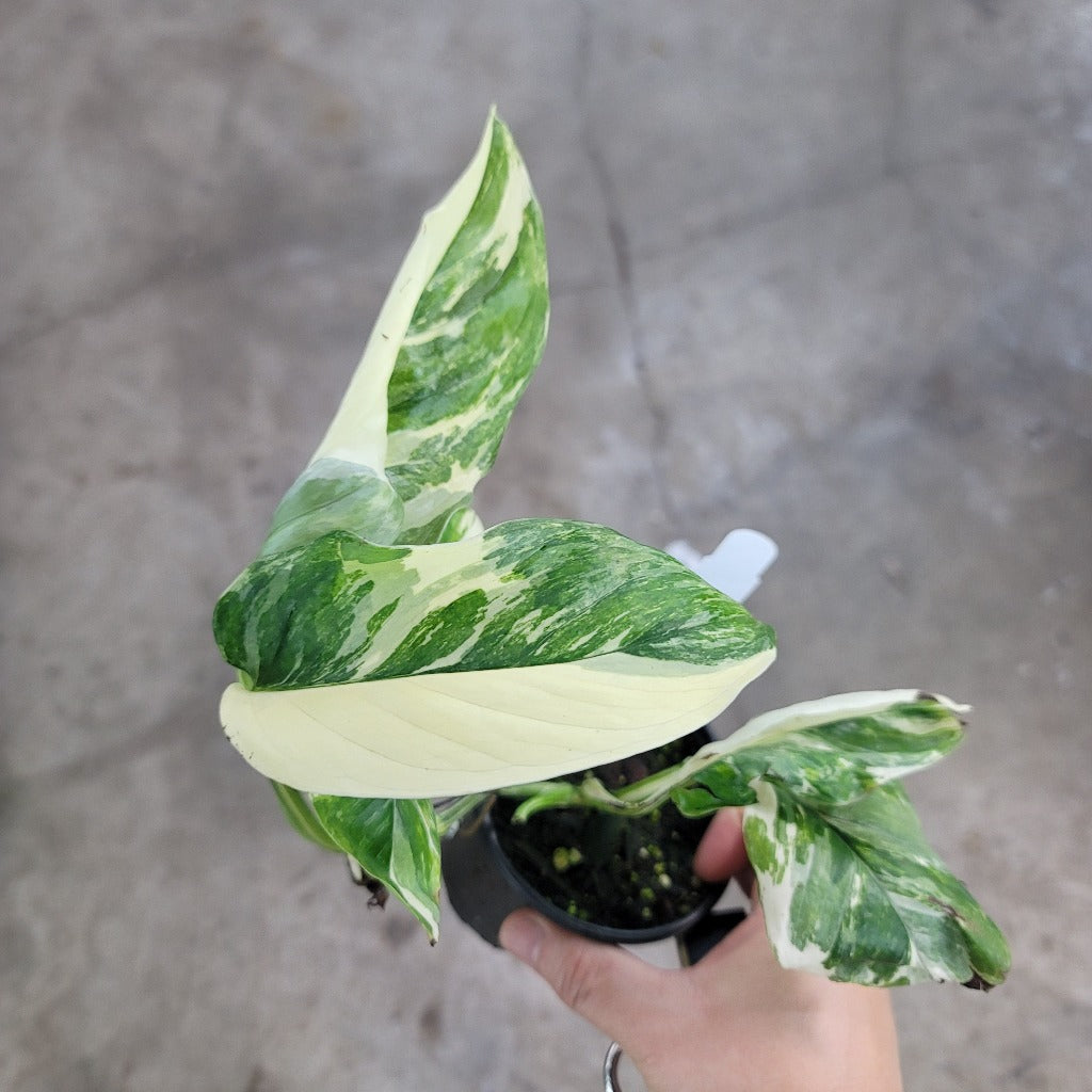 Monstera lechleriana  'Variegata' - 4