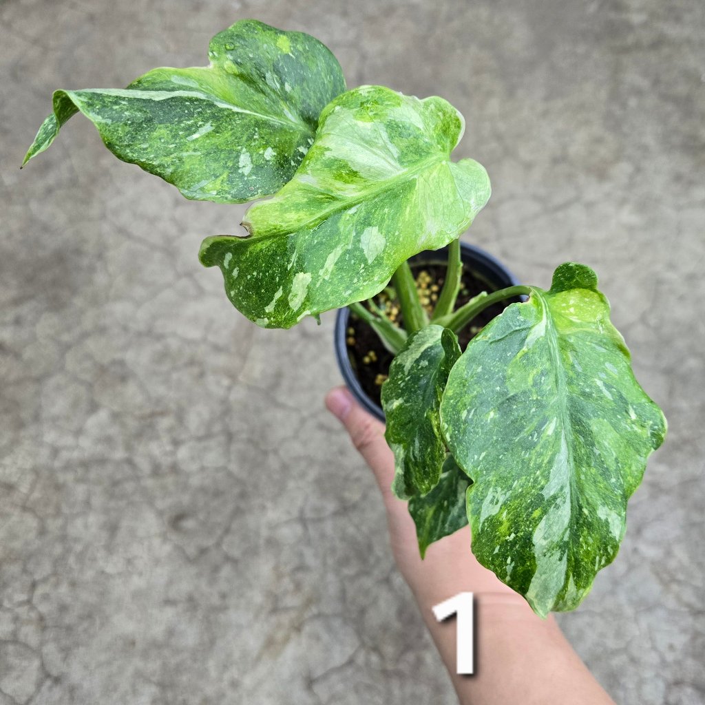 MONSTERA - Monstera 'Thai Constellatio' Miracle Tricolor - 4" TC (HV)