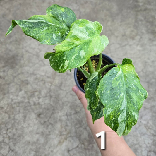 MONSTERA - Monstera 'Thai Constellatio' Miracle Tricolor - 4" TC (HV)