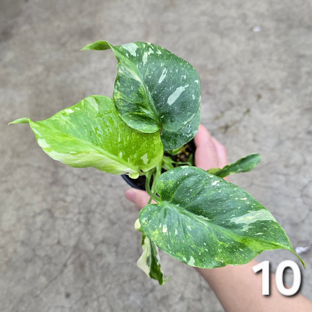 MONSTERA - Monstera 'Thai Constellatio' Miracle Tricolor - 4" TC (HV)