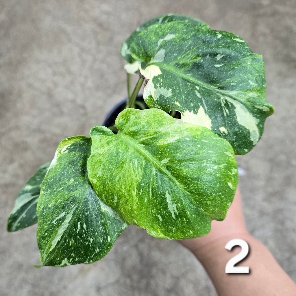 MONSTERA - Monstera 'Thai Constellatio' Miracle Tricolor - 4" TC (HV)