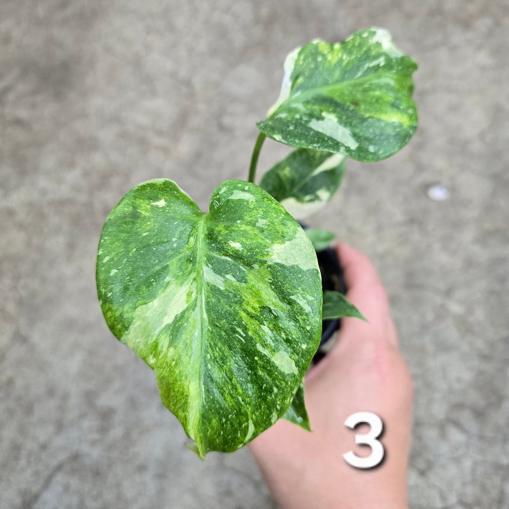 MONSTERA - Monstera 'Thai Constellatio' Miracle Tricolor - 4" TC (HV)