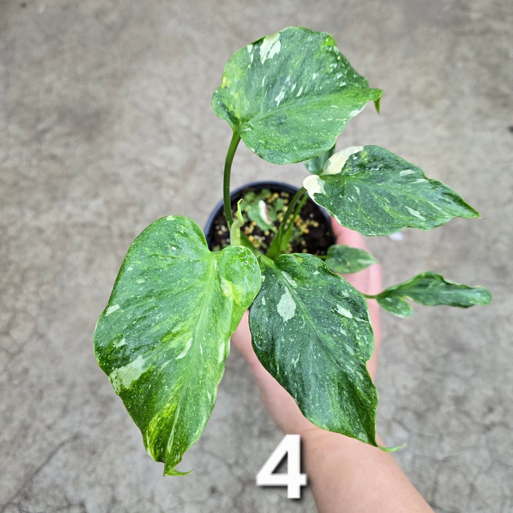 MONSTERA - Monstera 'Thai Constellatio' Miracle Tricolor - 4" TC (HV)