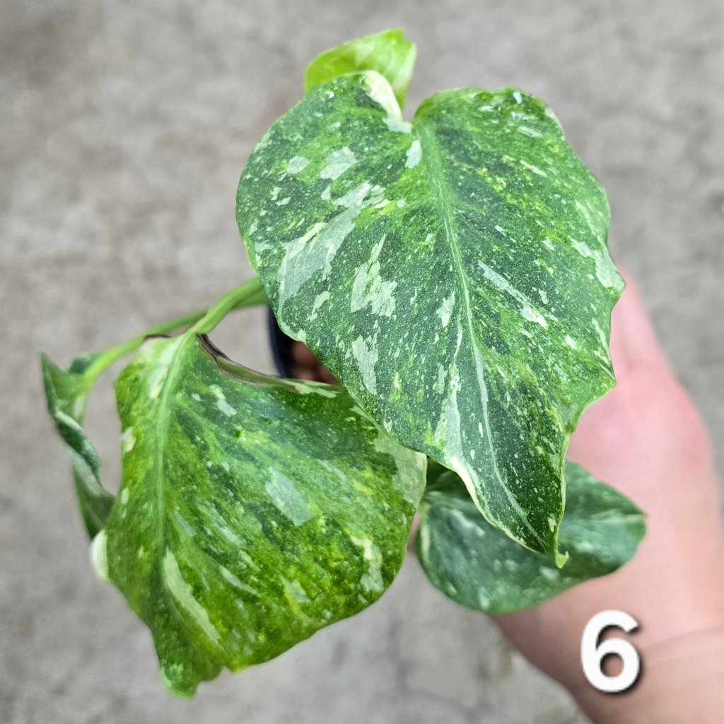 MONSTERA - Monstera 'Thai Constellatio' Miracle Tricolor - 4" TC (HV)