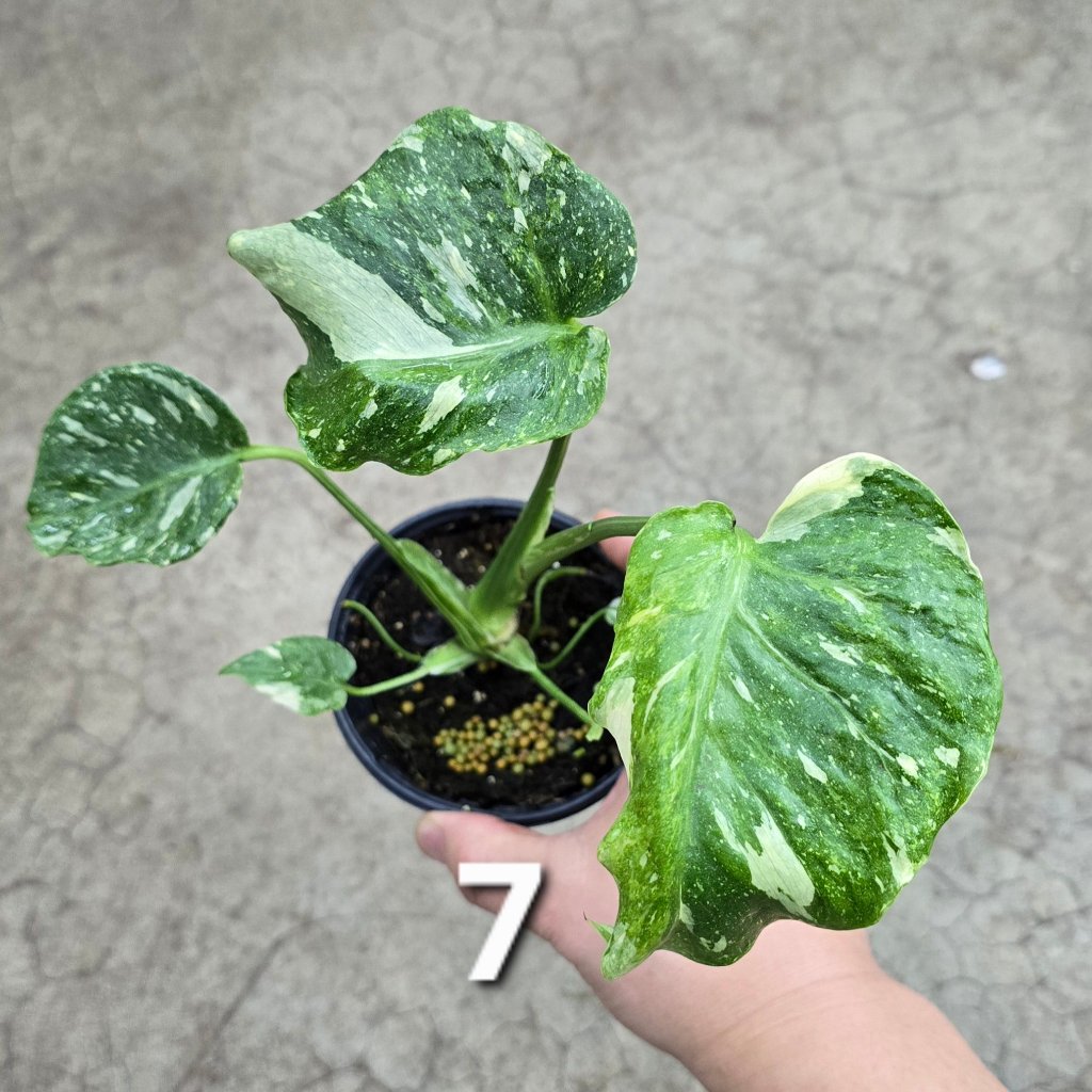 Monstera 'Thai Constellatio' Miracle Tricolor - 4