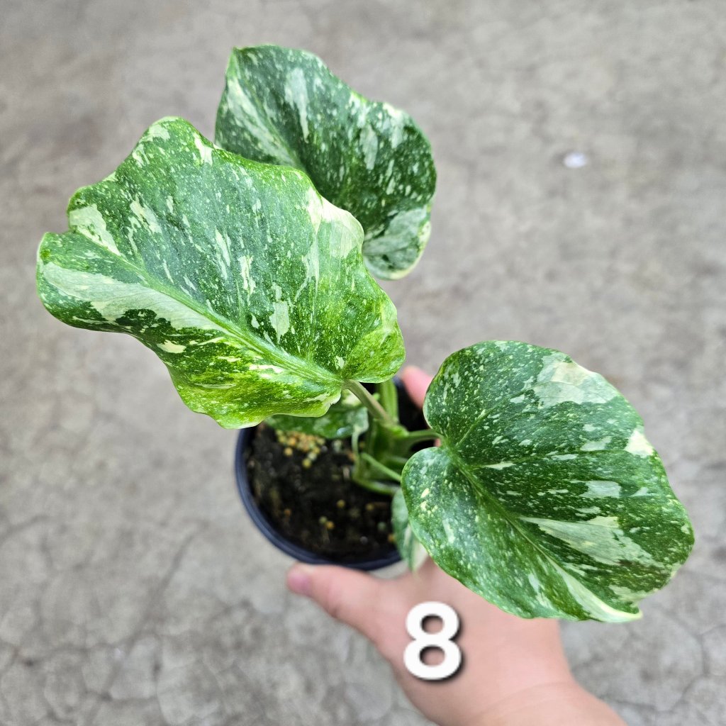 MONSTERA - Monstera 'Thai Constellatio' Miracle Tricolor - 4" TC (HV)