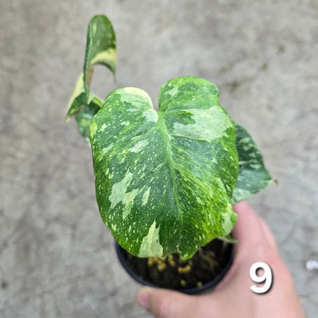 MONSTERA - Monstera 'Thai Constellatio' Miracle Tricolor - 4" TC (HV)