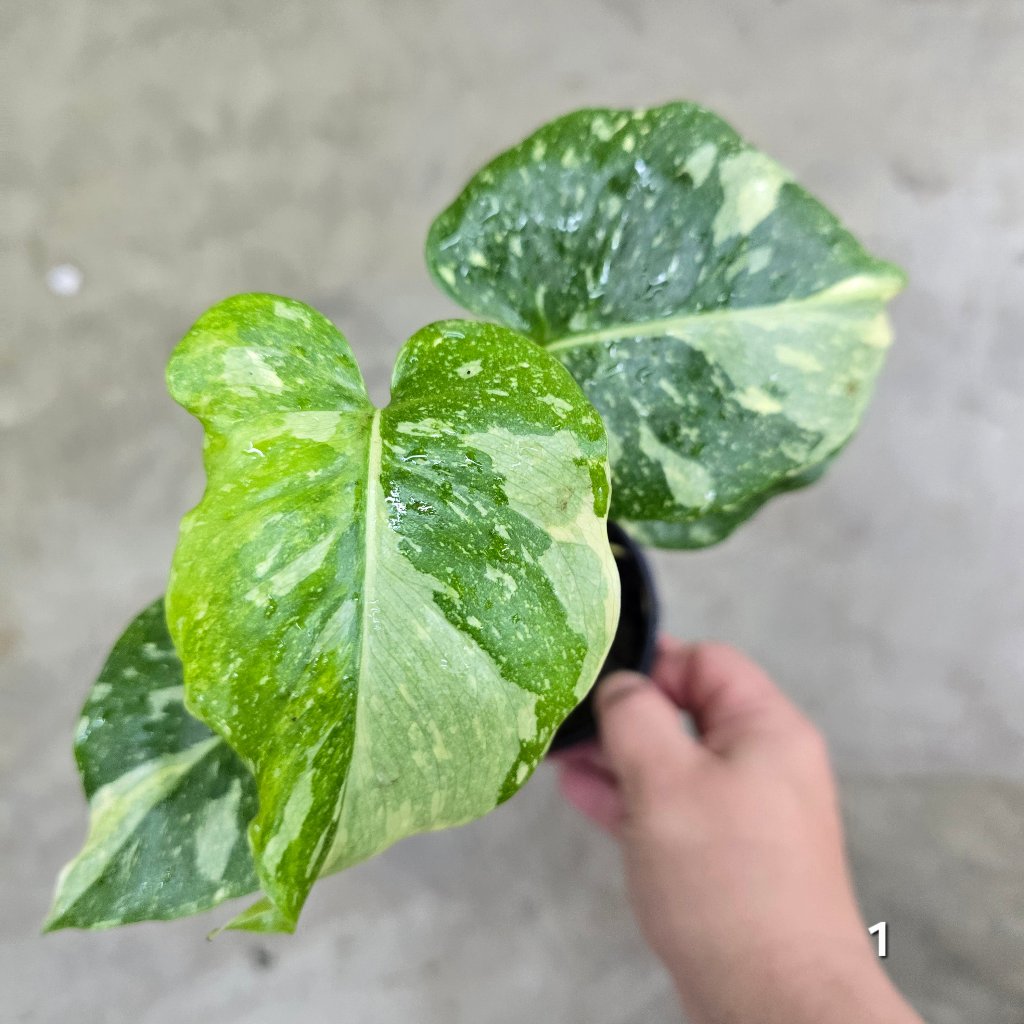 Monstera 'Thai Constellation' Mutant - 4