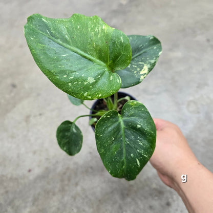 MONSTERA - Monstera 'Thai Constellation' Mutant - 4"