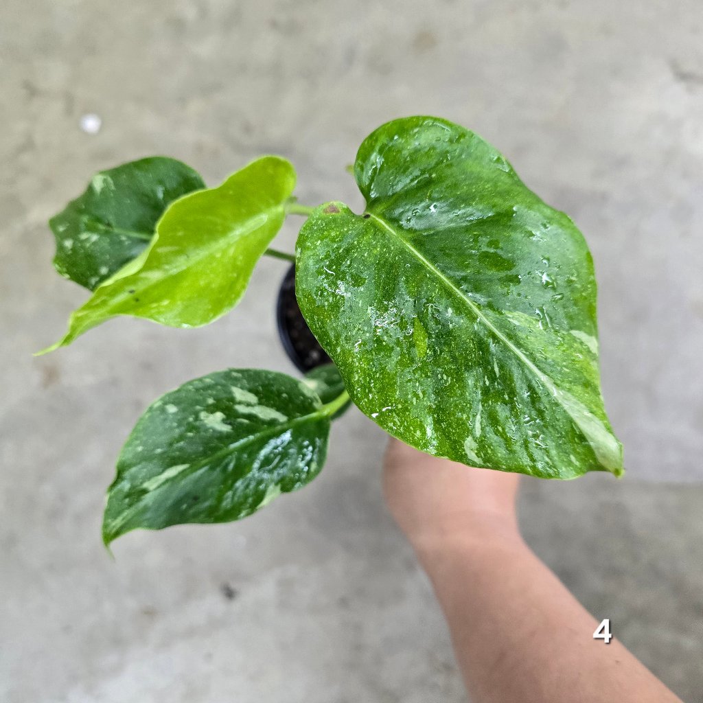 Monstera 'Thai Constellation' Mutant - 4