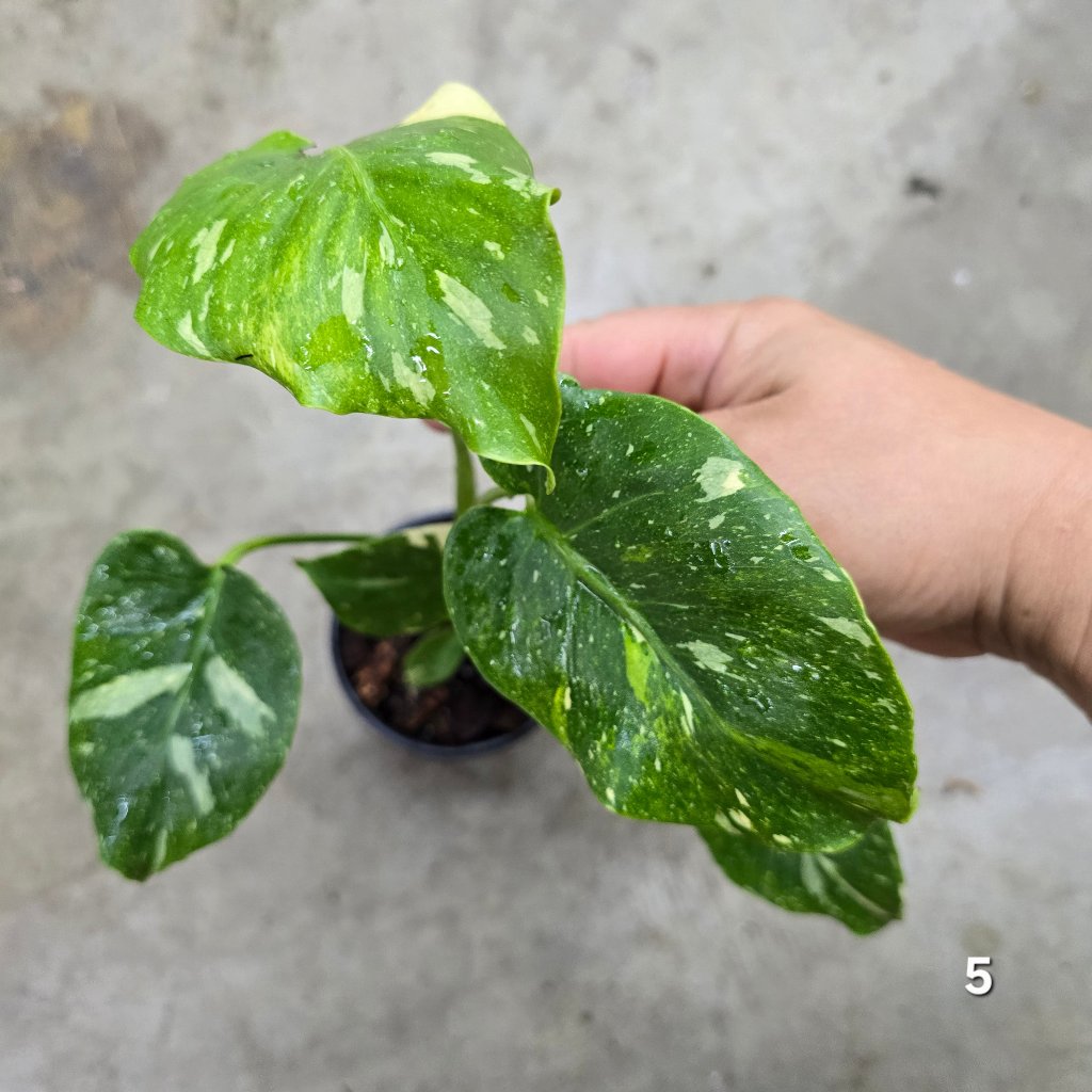 MONSTERA - Monstera 'Thai Constellation' Mutant - 4"