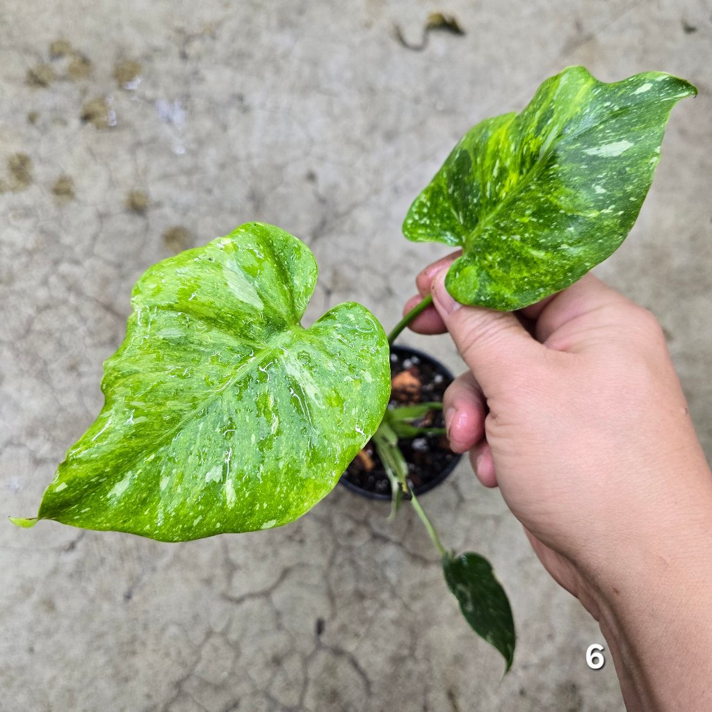 Monstera 'Thai Constellation' Mutant - 4