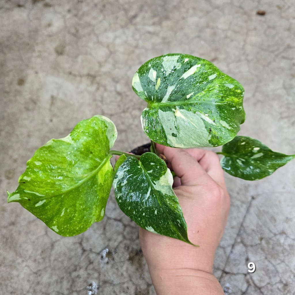 Monstera 'Thai Constellation' Mutant - 4