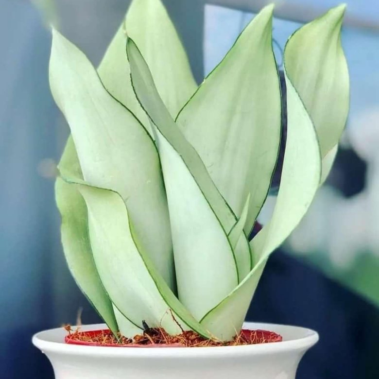 Sansevieria trifasciata 'Moonshine' - 2" (rescue)