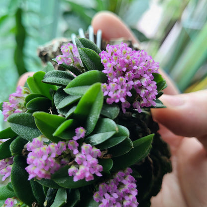 Schonorchis Fragrans