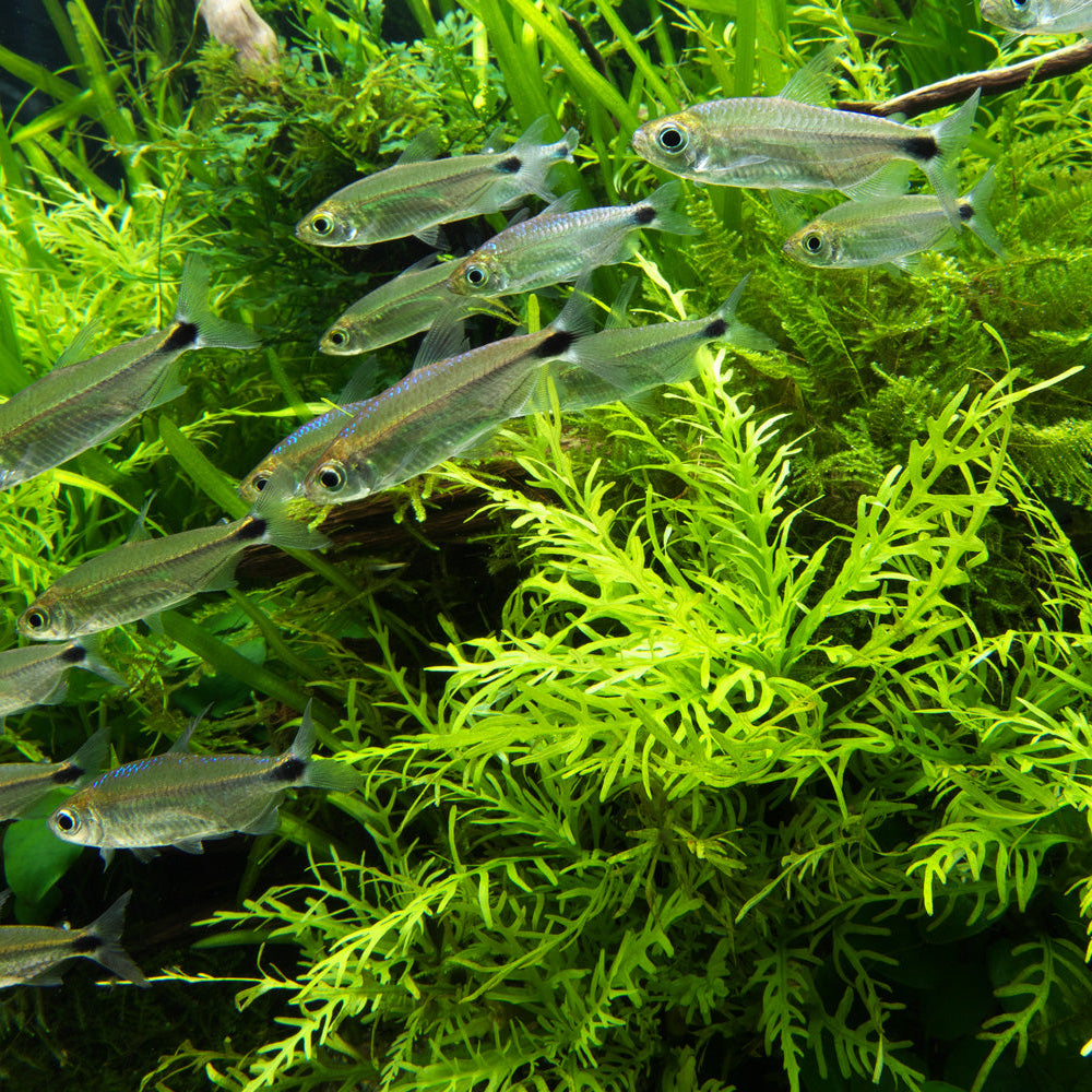 Hygrophila Odora - TC