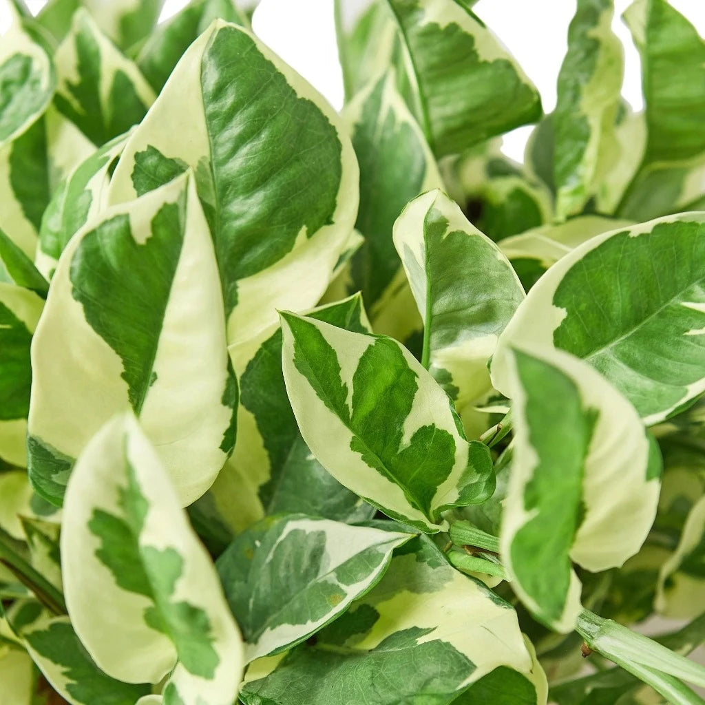 Epipremnun aureum 'Njoy' - 6" HB (S)