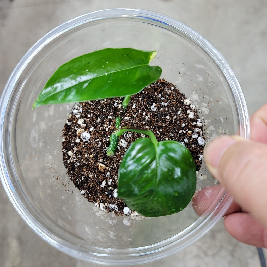 GOLDEN POTHOS (WHITE SPORT) - LV