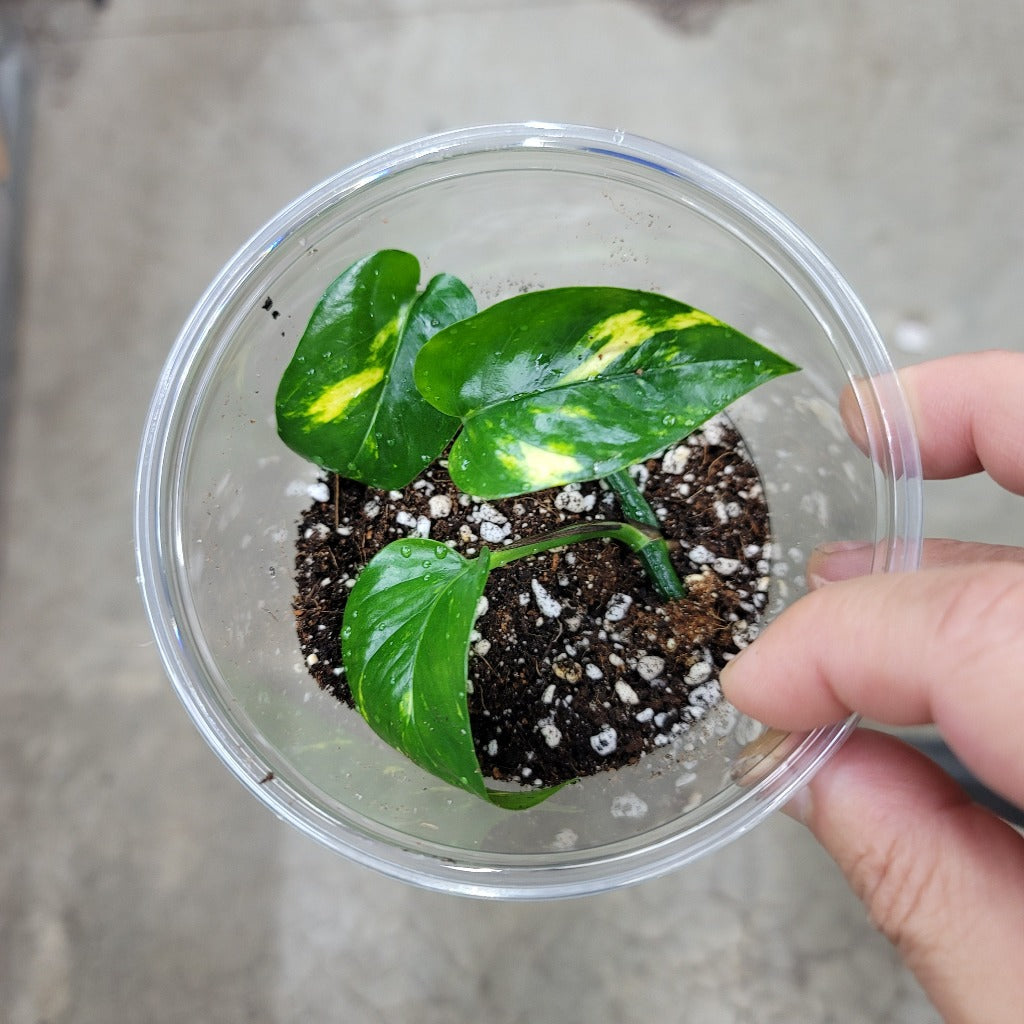 GOLDEN POTHOS (WHITE SPORT) - LV