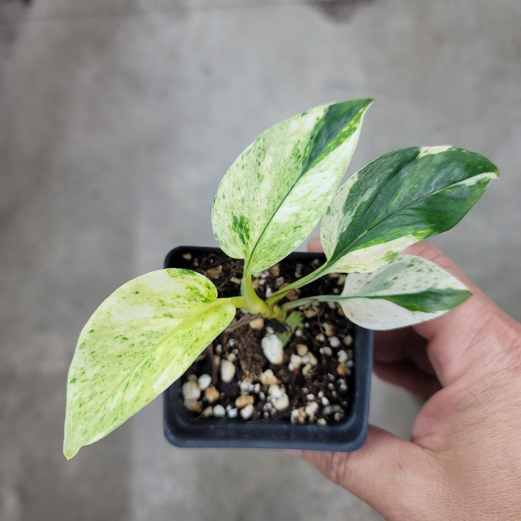 GOLDEN POTHOS (WHITE SPORT) - LV