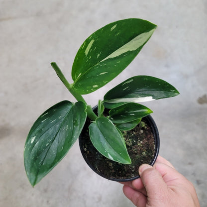 NODES - Monstera Standleyana Albo Variegata - Nodes