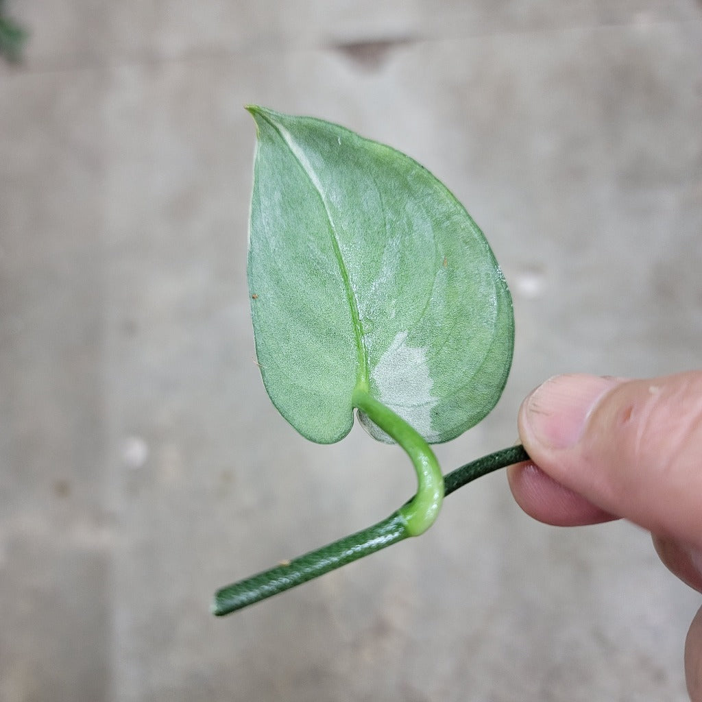 SCINDAPSUS MAYARI  VARIEGATED -  CUTTING (LV)