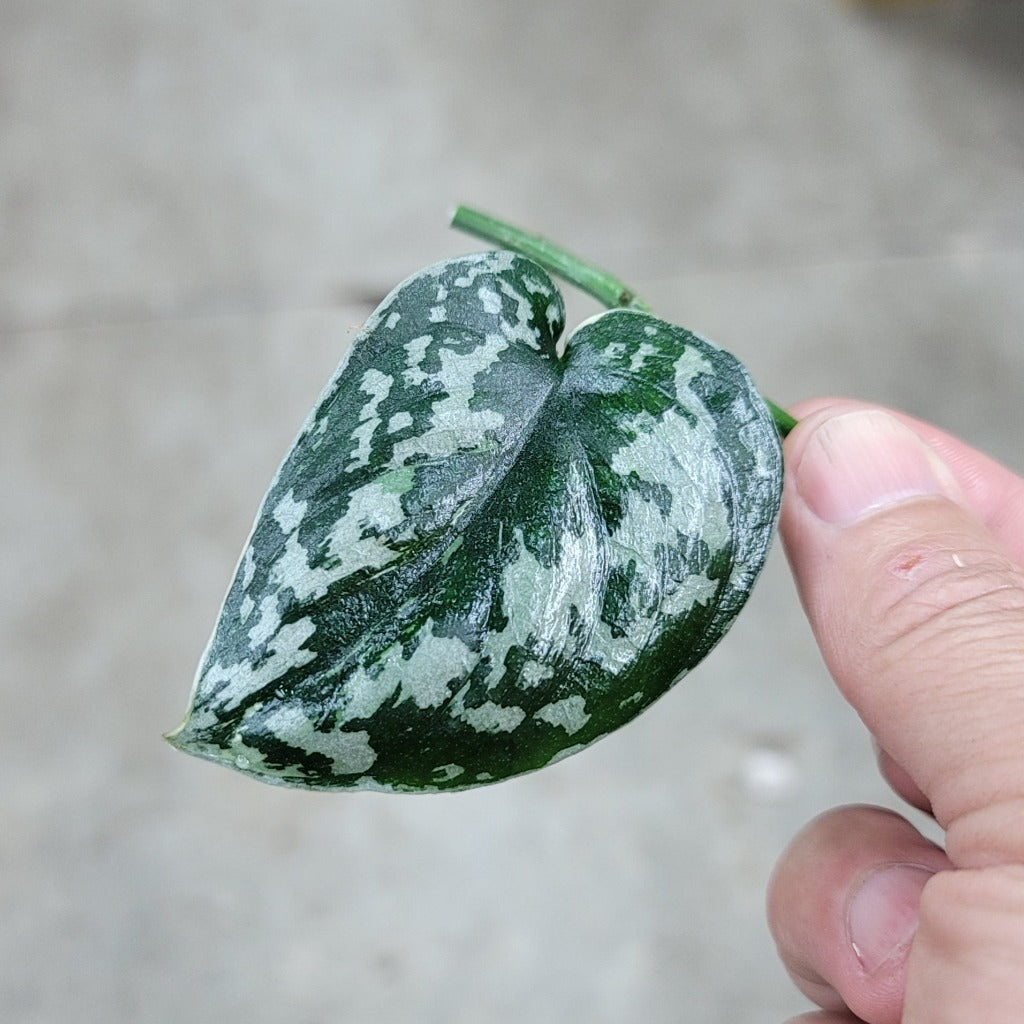 NODES - SCINDAPSUS MAYARI  VARIEGATED -  CUTTING (LV)